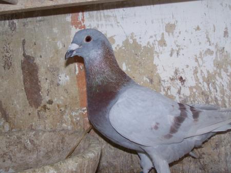 male lilas 05 cu chomedey 50626