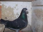 pigeon voyageur